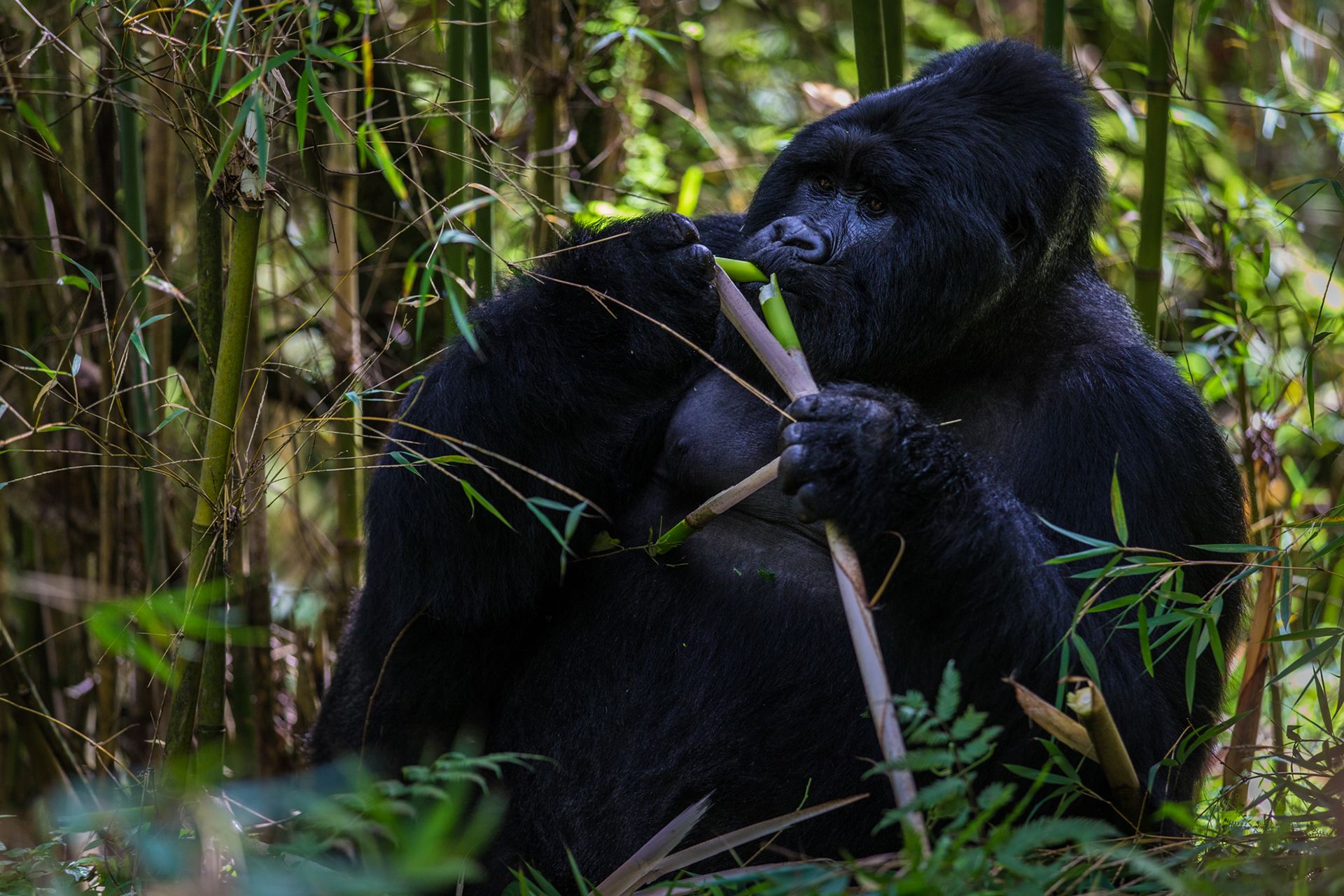 4 Days gorilla trekking package