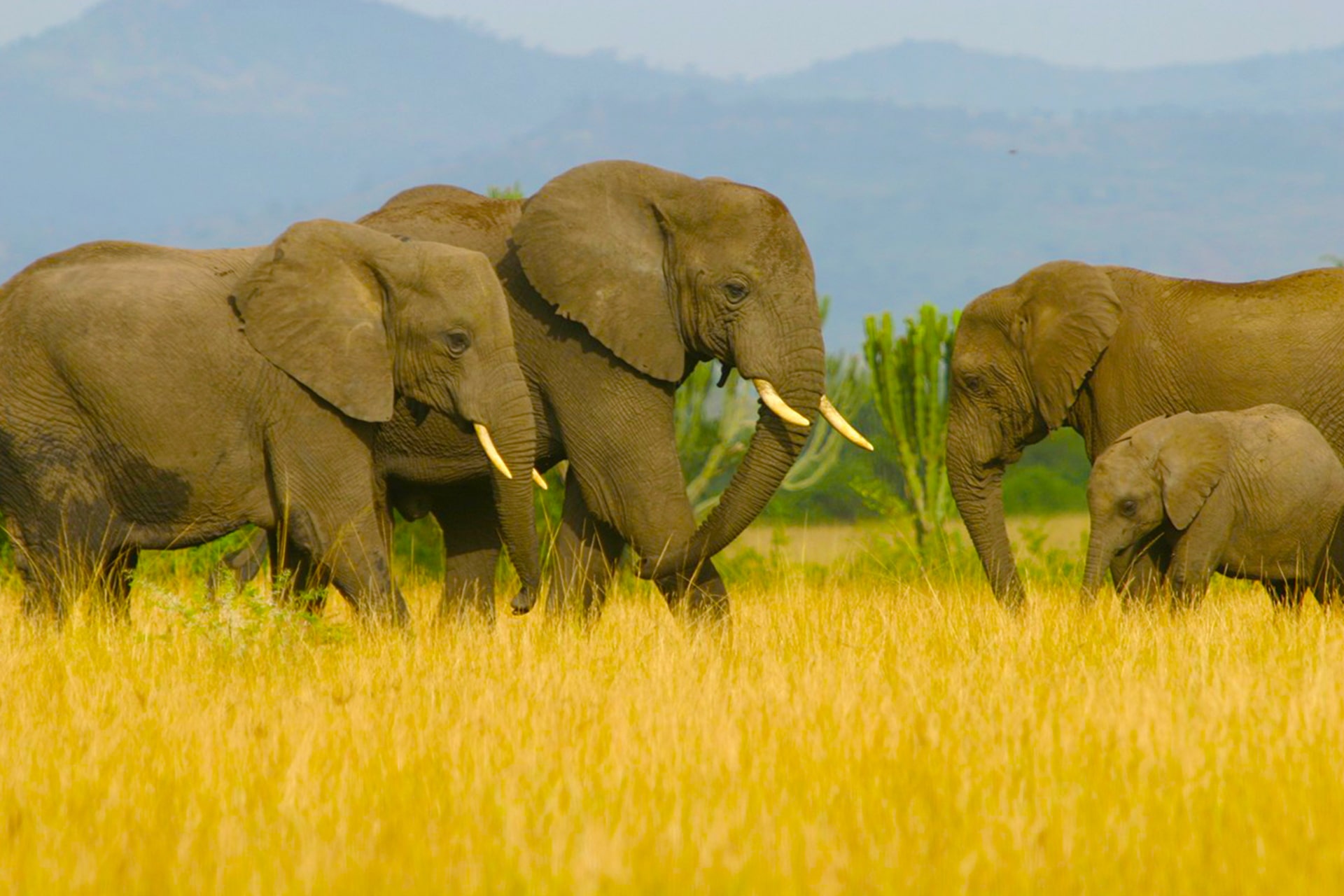 Queen Elizabeth safari - 4 days